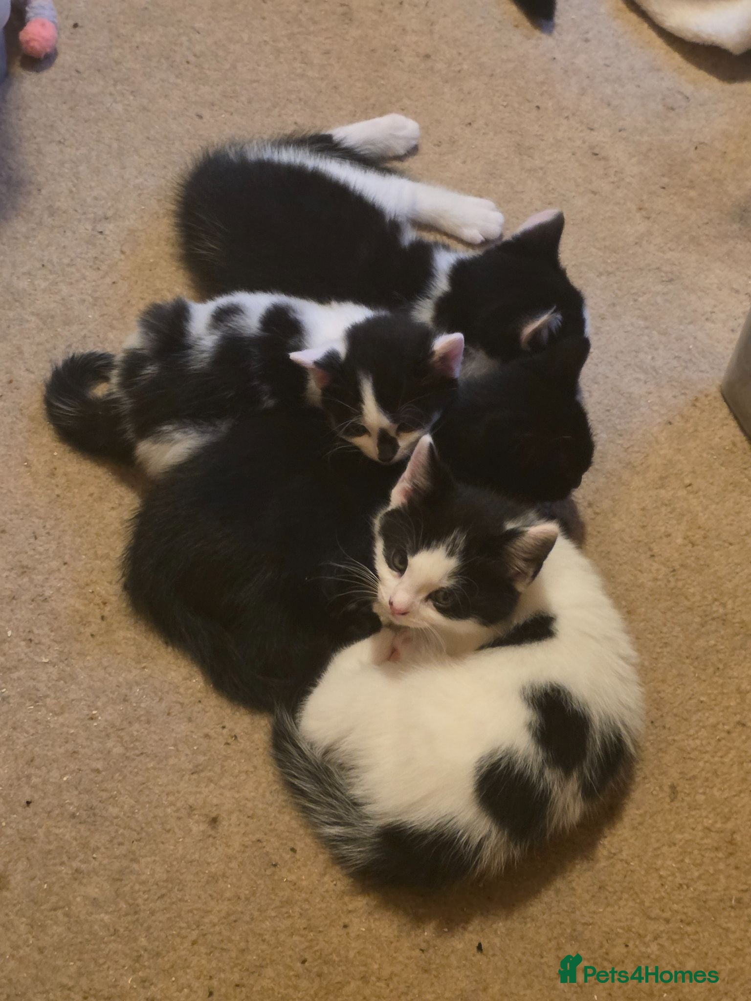 Mixed Breed cats Half ragdoll kittens - Advert 3