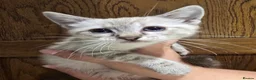 Mixed Breed cats for sale: Gorgeous Ragdoll Cross Kittens  - Advert 6