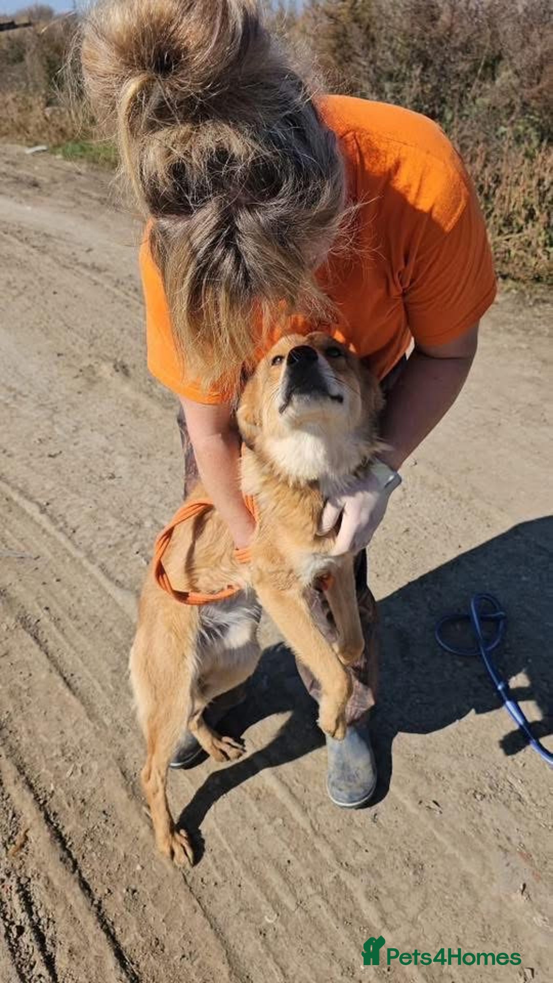 Mixed Breed dogs for adoption: Fox - Milton Keynes  - Advert 6