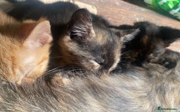 Mixed Breed cats for sale: Only 1 beautiful tortoiseshell girl left!❤️🐱 - Image 3