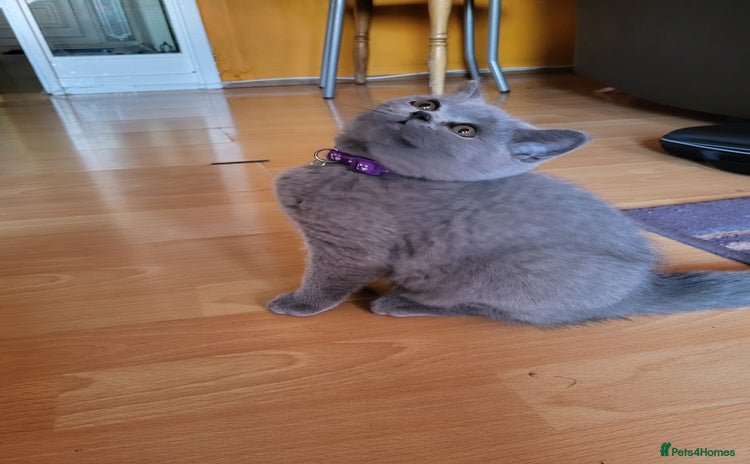 Scottish Fold cats - Advert 11