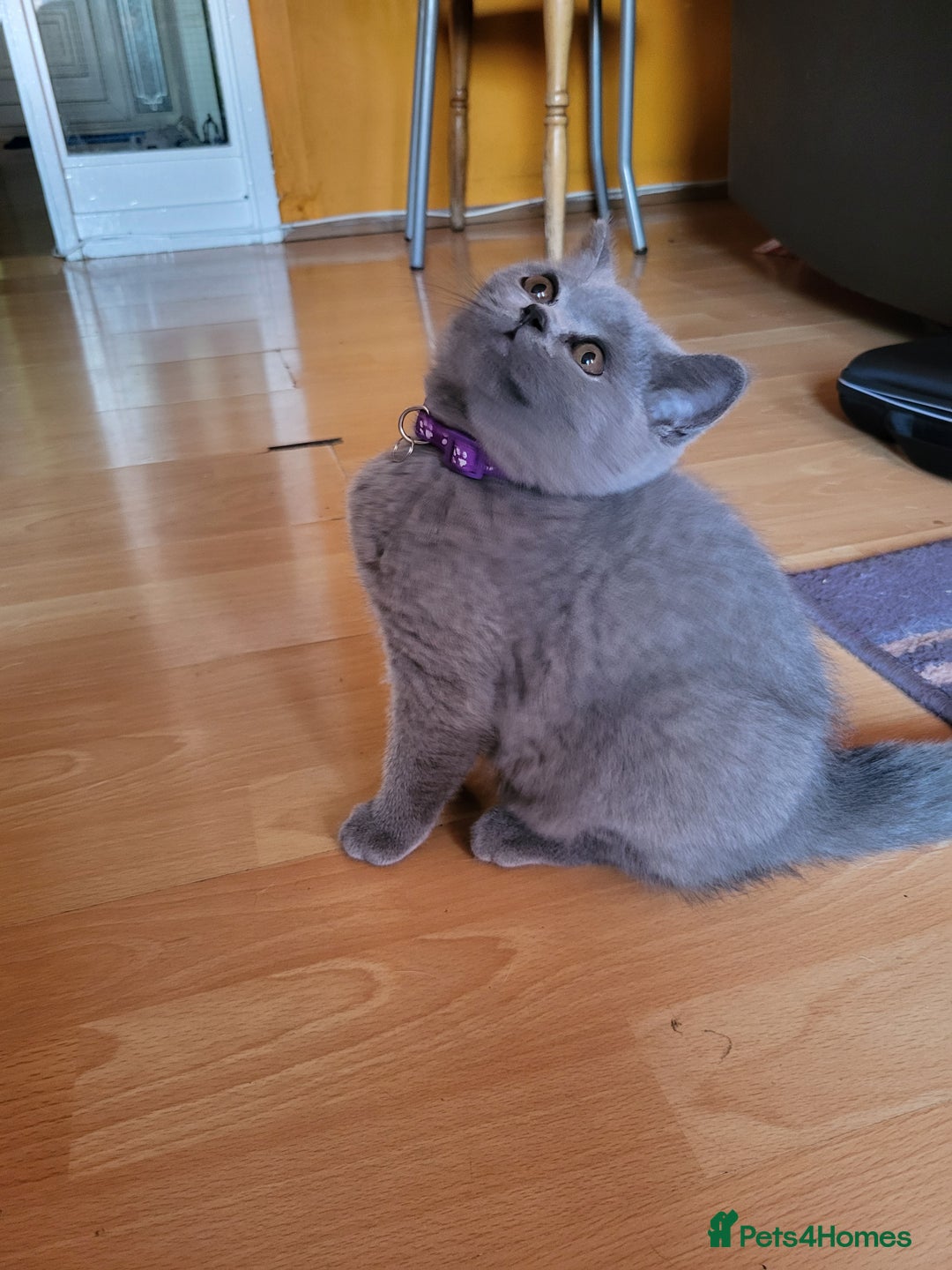 Scottish Fold cats for sale: Beautiful Female Scottish Straight Kitten - Image 1