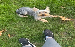 Yorkshire Terrier dogs for sale: I'm looking for a new family - Image 6
