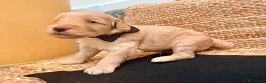 Labradoodle 2