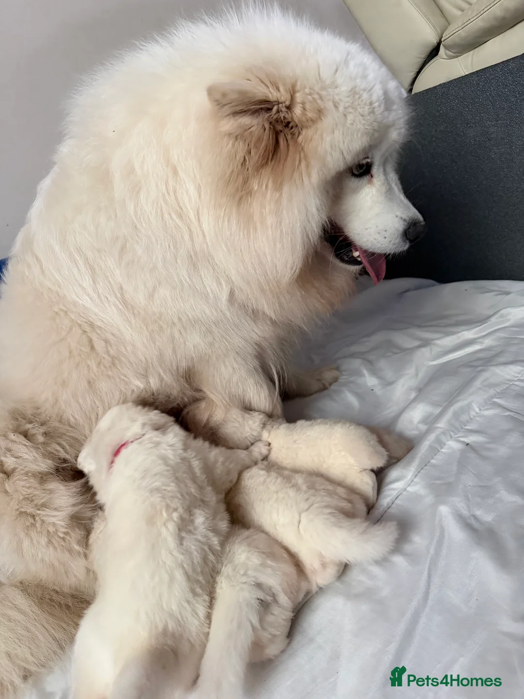 Samoyed dogs for sale: Beautiful samoyed pups  - Advert 2