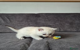 British Shorthair cats for sale: TICA Blue/gold/silver colourpoint - Image 24