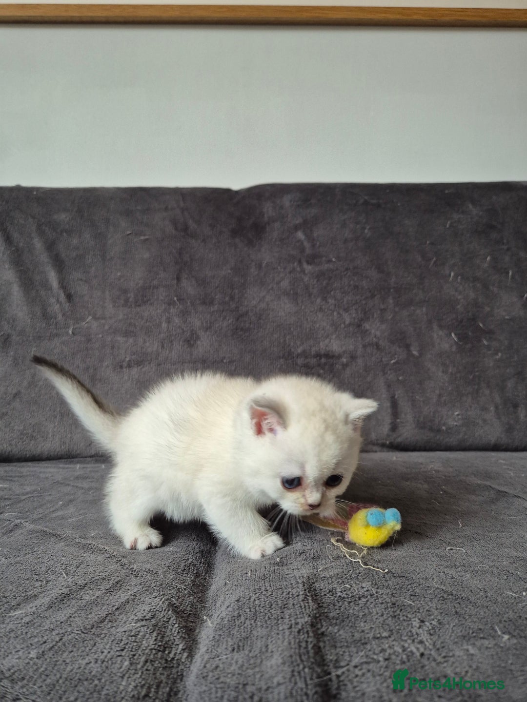 British Shorthair cats for sale: TICA Blue/gold/silver colourpoint - Image 24