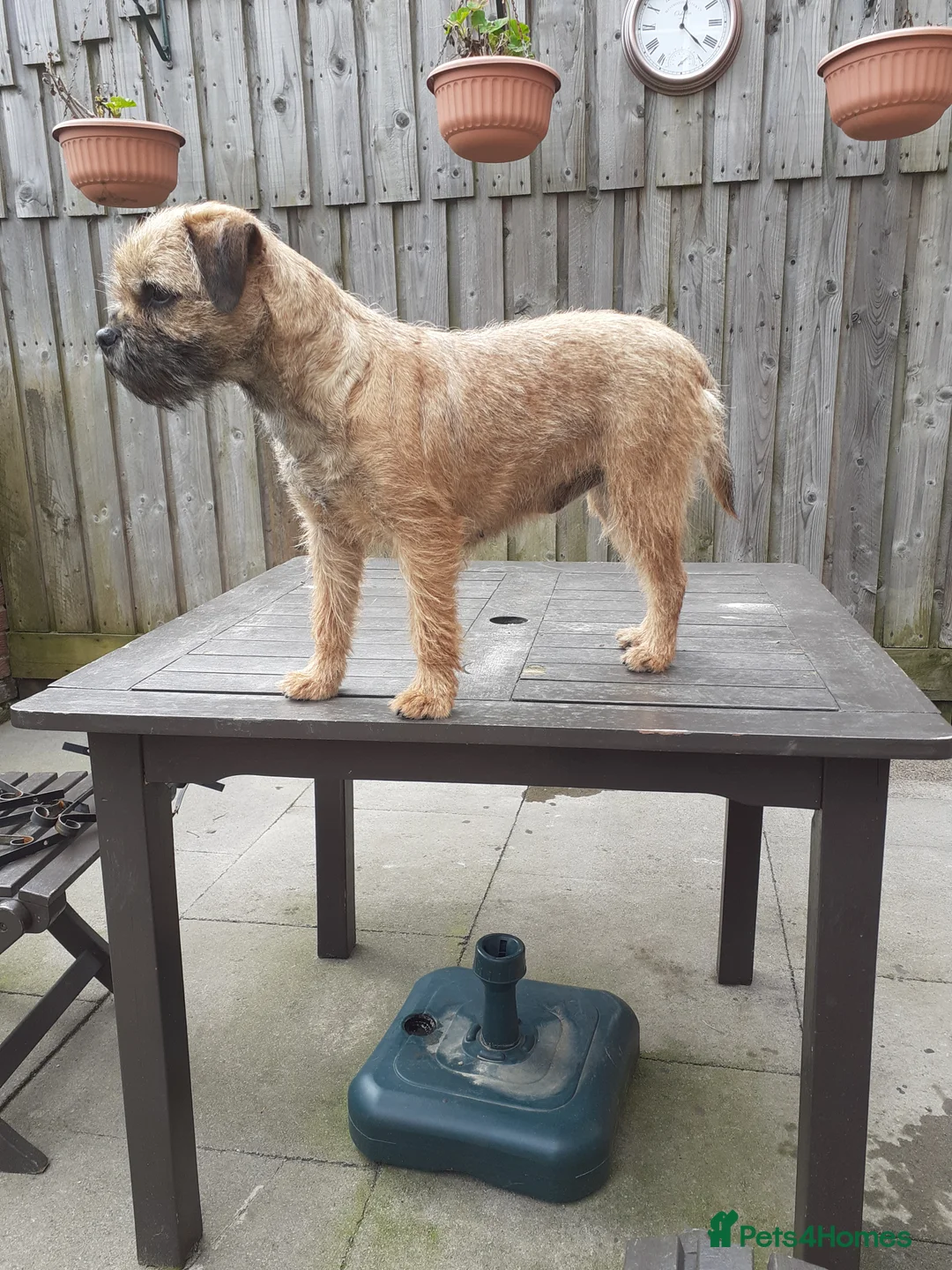 Border Terrier dogs for sale: Boarder Terrier Bitch  - Advert 2