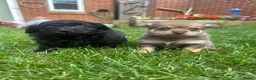 Mixed Breed dogs for sale: Adorable Doxiepoo x Pomeranian Puppies - Advert 15