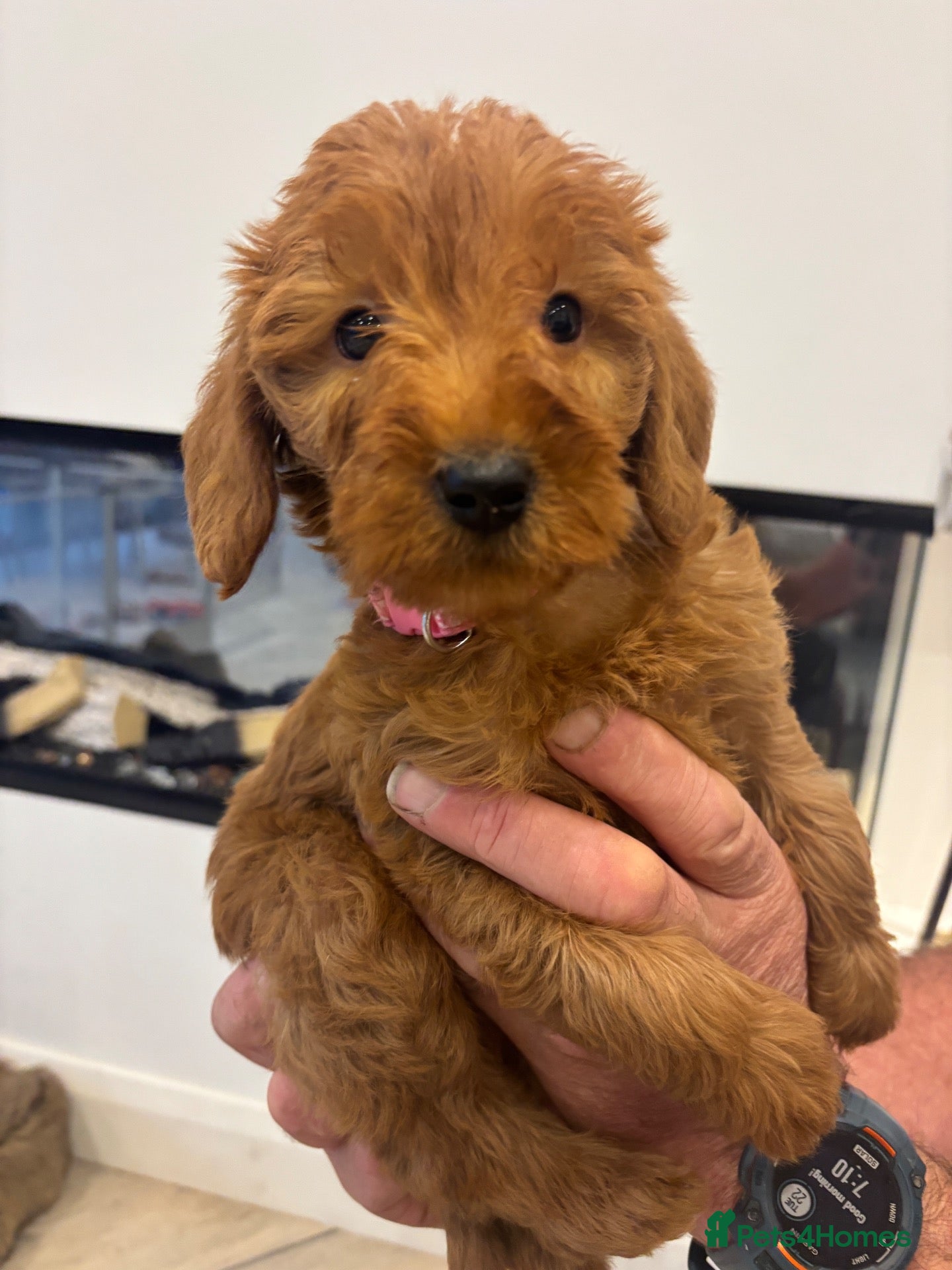 Labradoodle dogs 4 little girls left! Labradoodle F1b generation - Advert 1