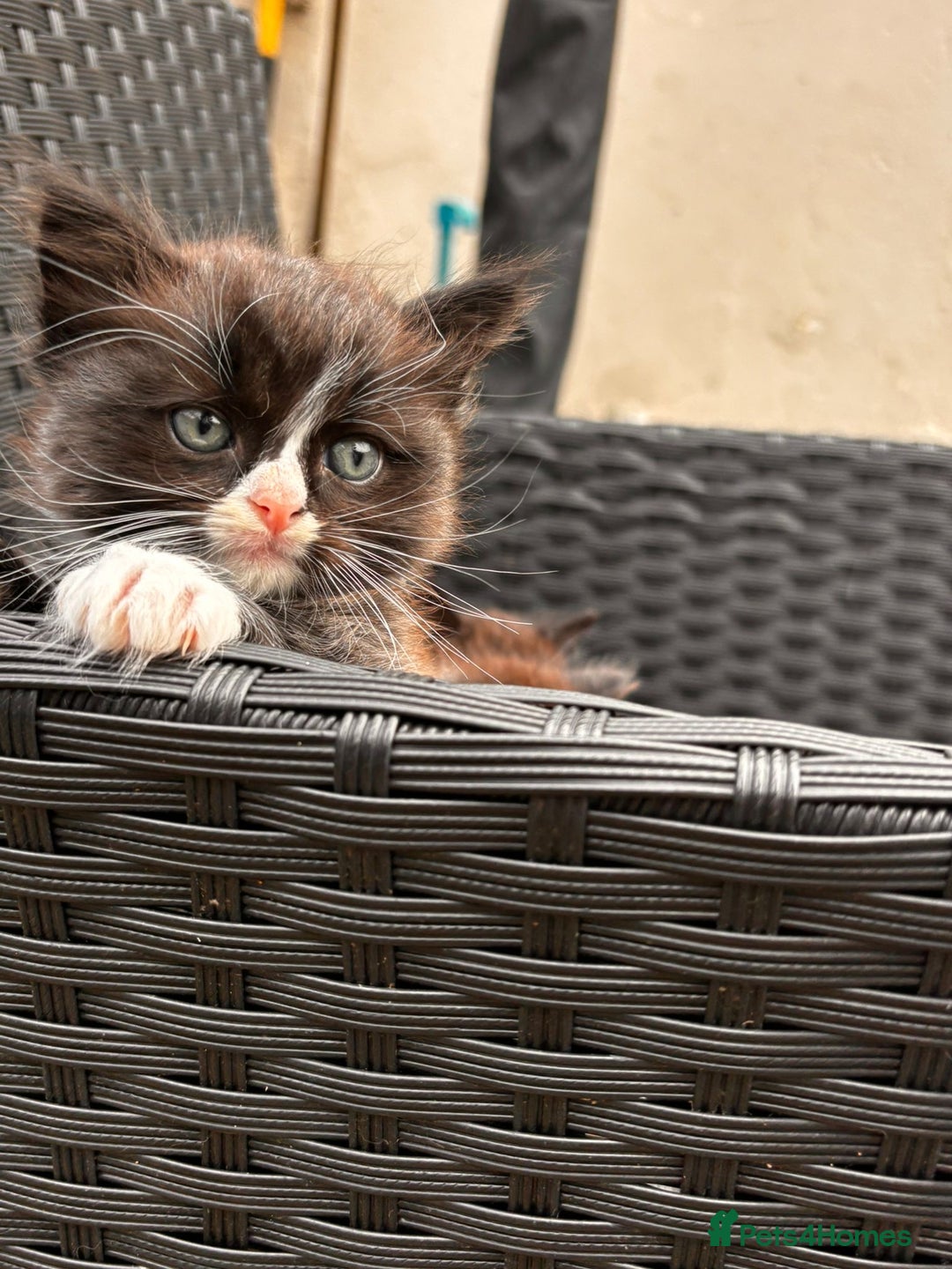 Mixed Breed cats for sale: Ragdoll mixed breed - Advert 7