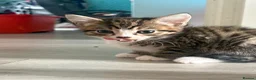 Siberian cats for sale: Beautiful Siberian x kittens  - Advert 12