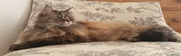 Mixed Breed cats for sale: Family of 2-3 Magical Long Hair Cats - Advert 6