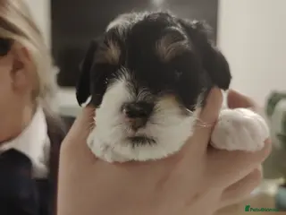 Cavapoo dogs Stunning tri coloured teddy bear Cavapoos x 6 - Advert 14