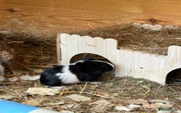 Guinea Pig rodents for sale: Baby Guinea Pigs - Image 4