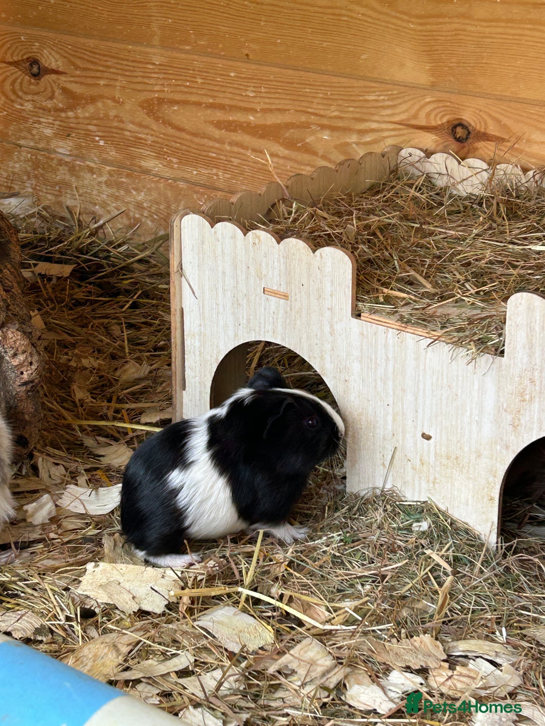 Guinea Pig rodents for sale: Baby Guinea Pigs - Image 4