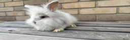 Mixed Breed rabbits for sale: Beautiful Teddywidder Rabbits – Loving Homes - Advert 5