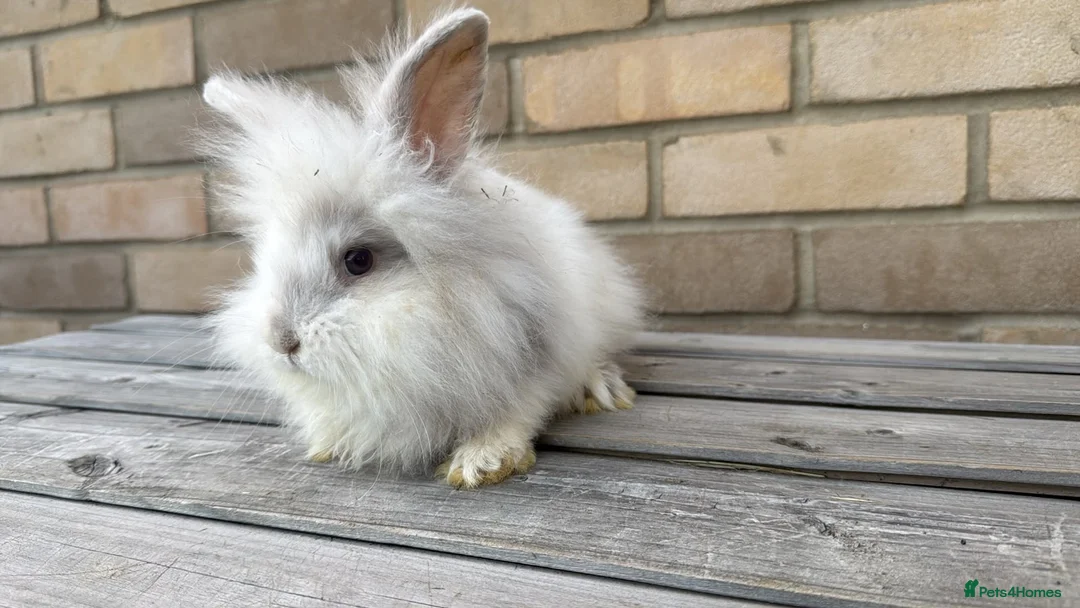 Mixed Breed rabbits for sale: Beautiful Teddywidder Rabbits – Loving Homes - Advert 5
