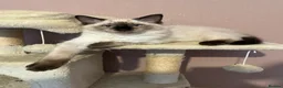 Ragdoll cats for sale: Ragdoll Kittens - Advert 6