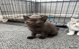 British Shorthair cats for sale: 4 british short Haired kittens for sale  - Image 3
