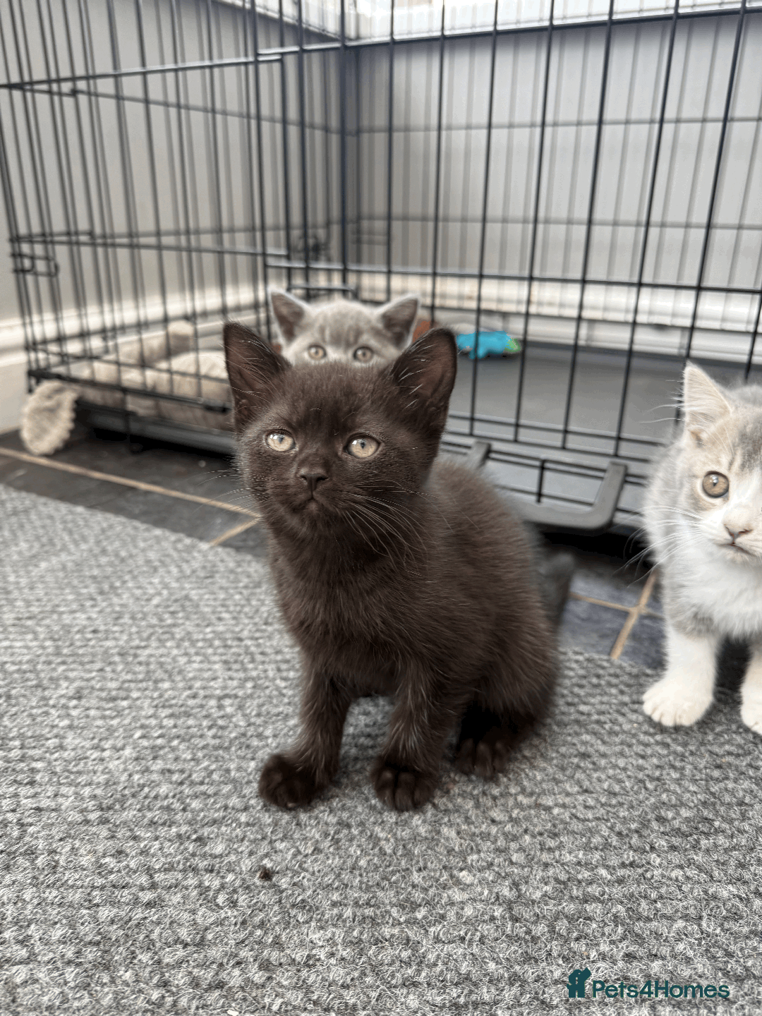 British Shorthair cats for sale: 4 british short Haired kittens for sale  - Image 3