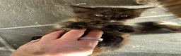 Mixed Breed cats for sale: Kittens for sale  - Advert 4