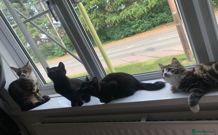 British Longhair cats in Coventry - Advert 4