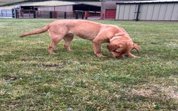 Labrador Retriever dogs for sale: ⭐️ Madi - Looking for new home ⭐  - Image 5