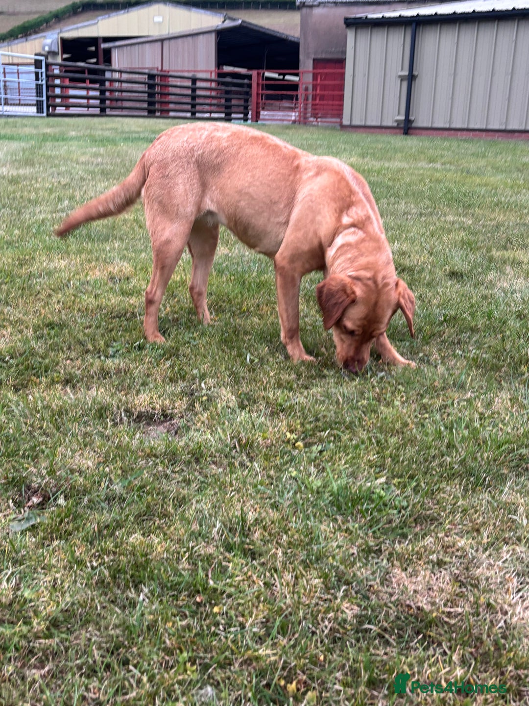 Labrador Retriever dogs for sale: ⭐️ Madi - Looking for new home ⭐  - Image 5