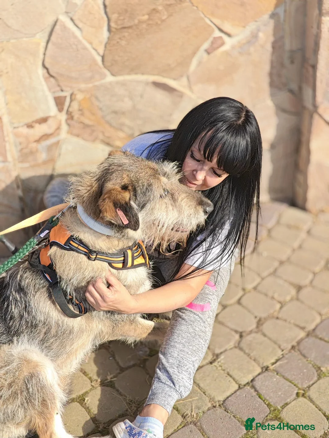 Mixed Breed dogs for adoption: ❤️Oxy❤️ 6,5 year old girl, upper-medium girl - Advert 8