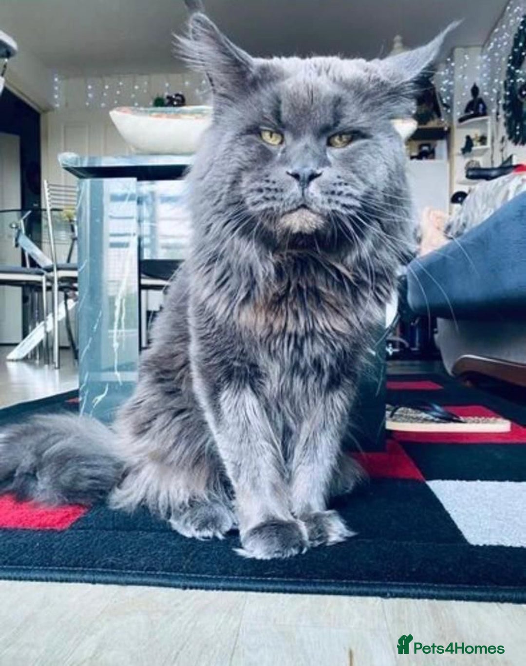Maine Coon cats for sale: Pedigree Tica Russian Import line Maine Coons - Advert 35
