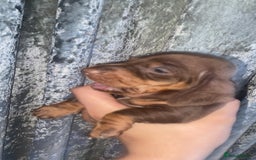 Miniature Dachshund dogs for sale: 2 miniature dachound for sale white/brown  - Image 8