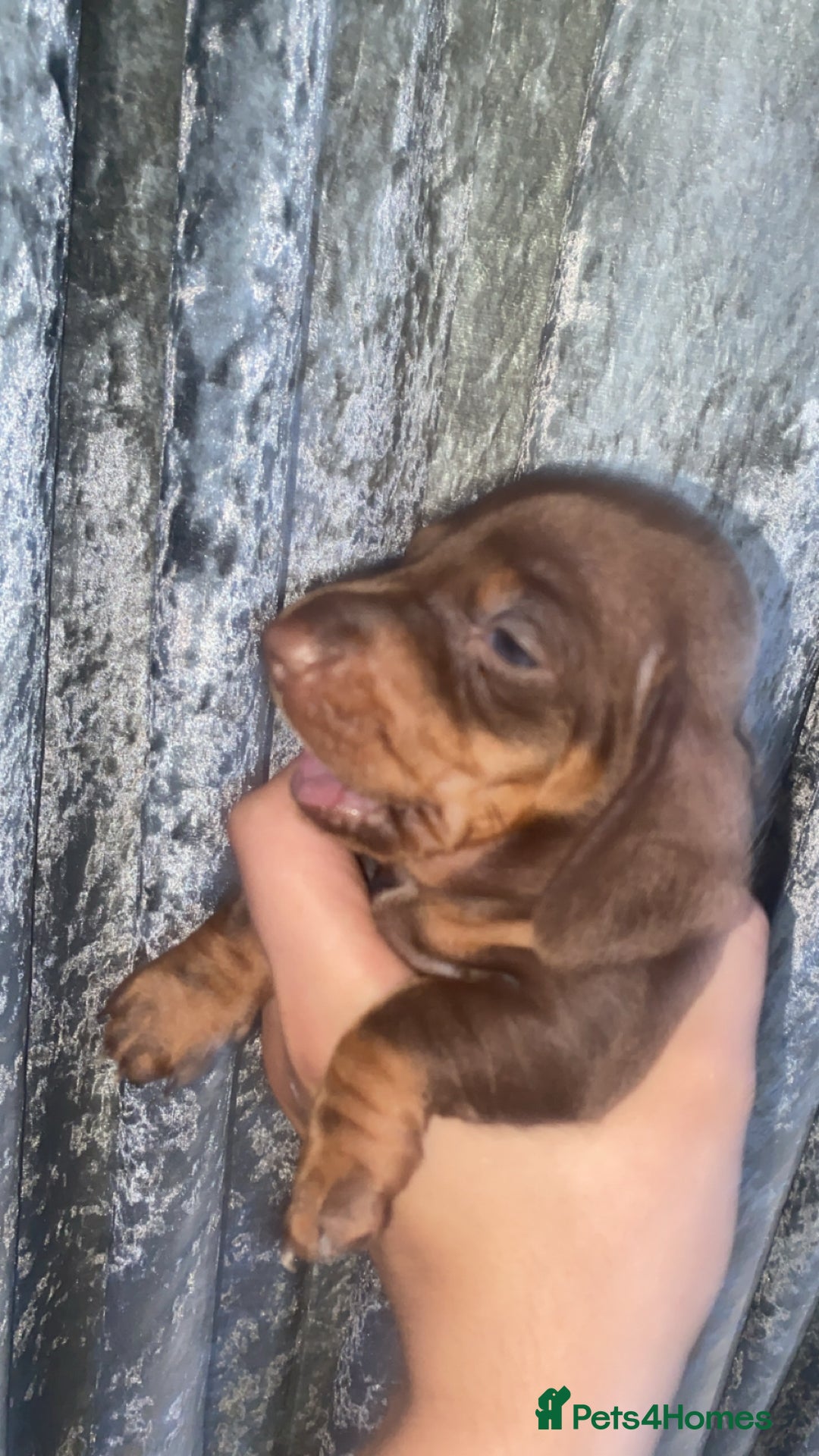 Miniature Dachshund dogs for sale: 2 miniature dachound for sale white/brown  - Image 8