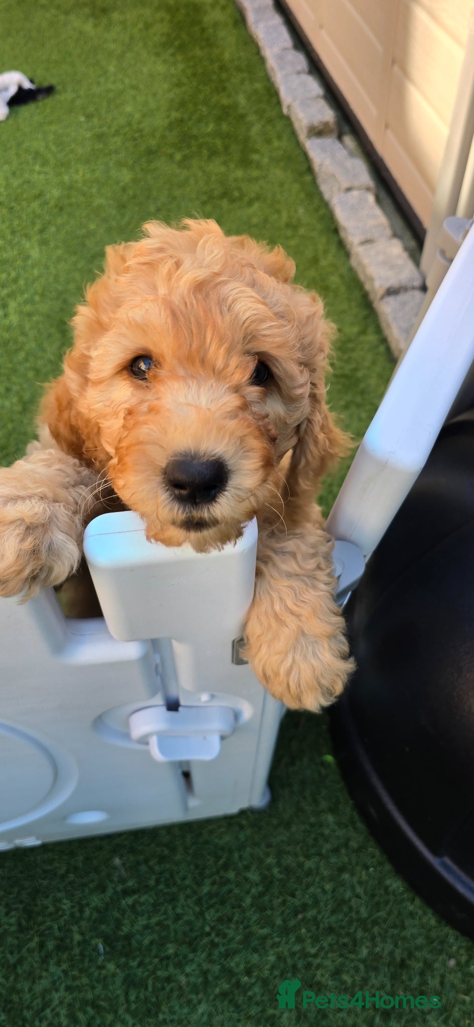 Labradoodle dogs 🐾 Beautiful Curly F4 Cream Labradoodle Boy  🖤 - Advert 1