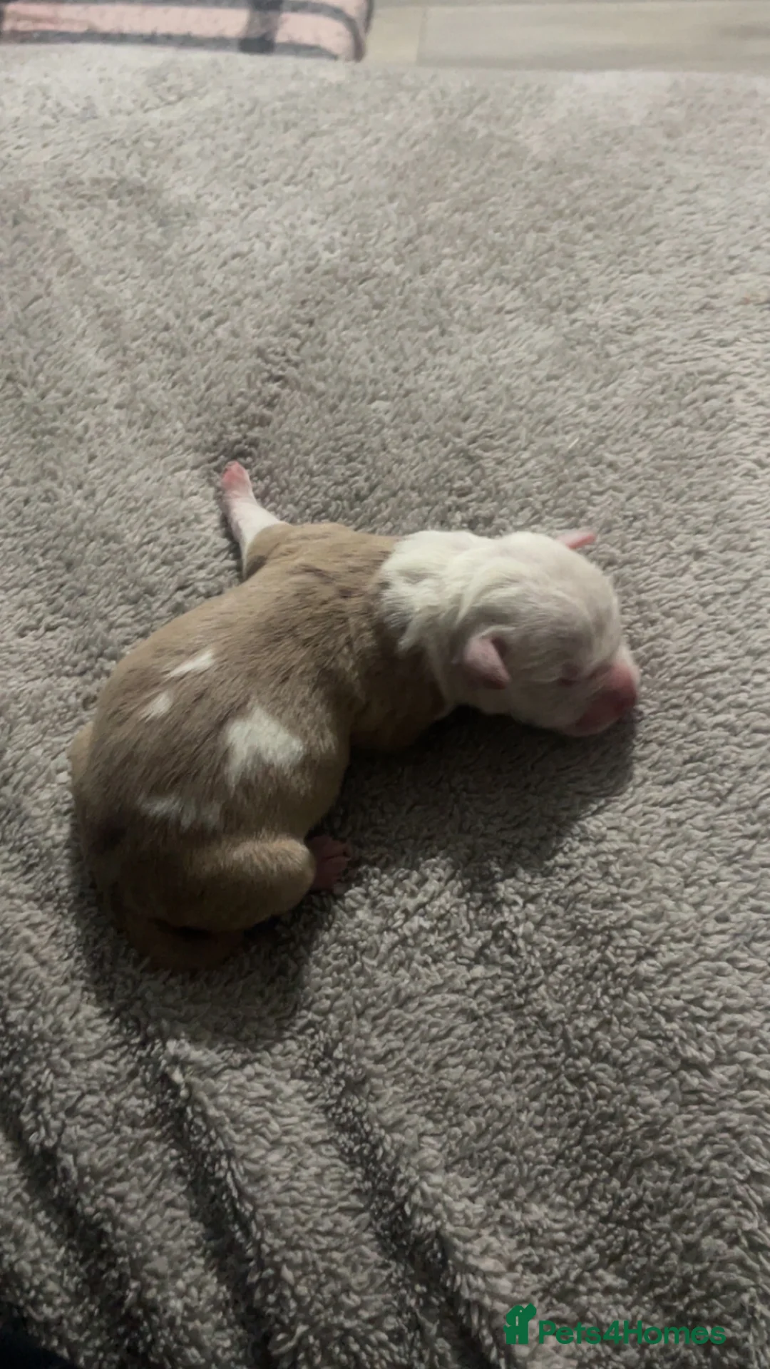 Mixed Breed dogs for sale: American bully X American bulldog puppies  - Advert 10