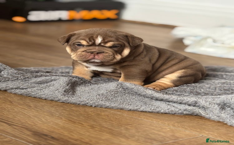 English Bulldog dogs - Advert 2