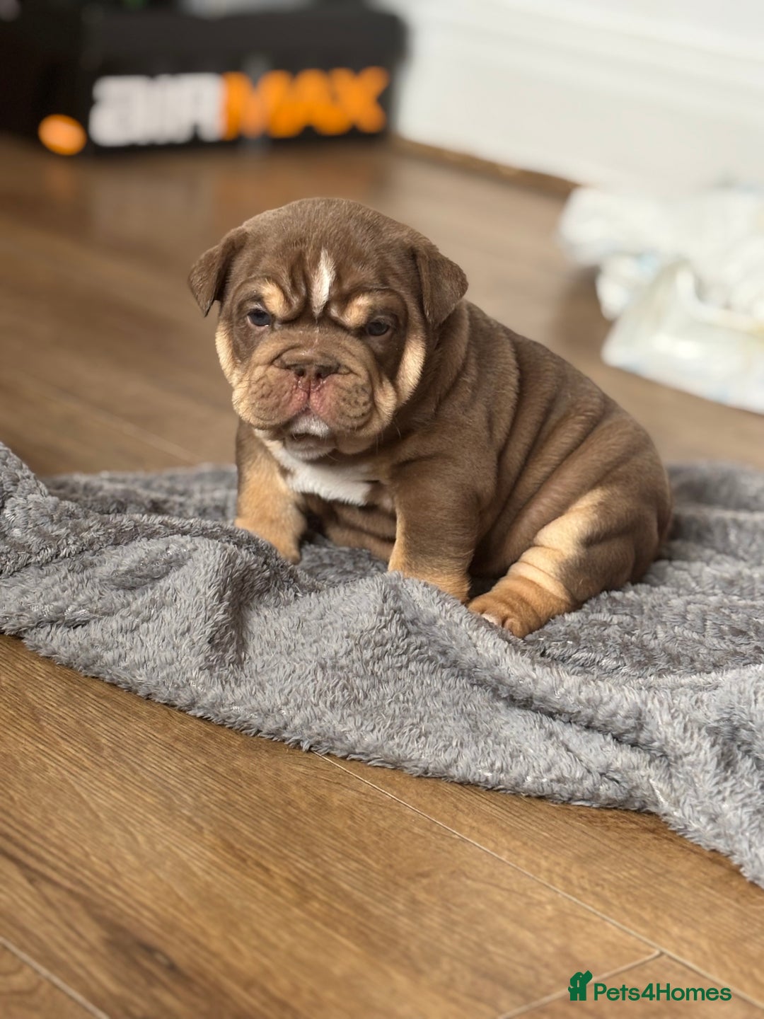 English Bulldog dogs for sale: KC girls  - Image 1