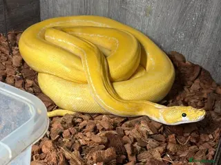 Python Snake reptiles Reticulated pythons - Advert 2