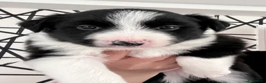 Border Collie Puppy 4