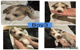 Siberian Husky dogs for sale: Beautiful Husky Pups  - Image 4