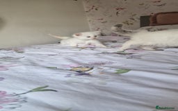 Ragdoll cats for sale: Healthy Ragdoll kittens , Ready now.  - Image 9