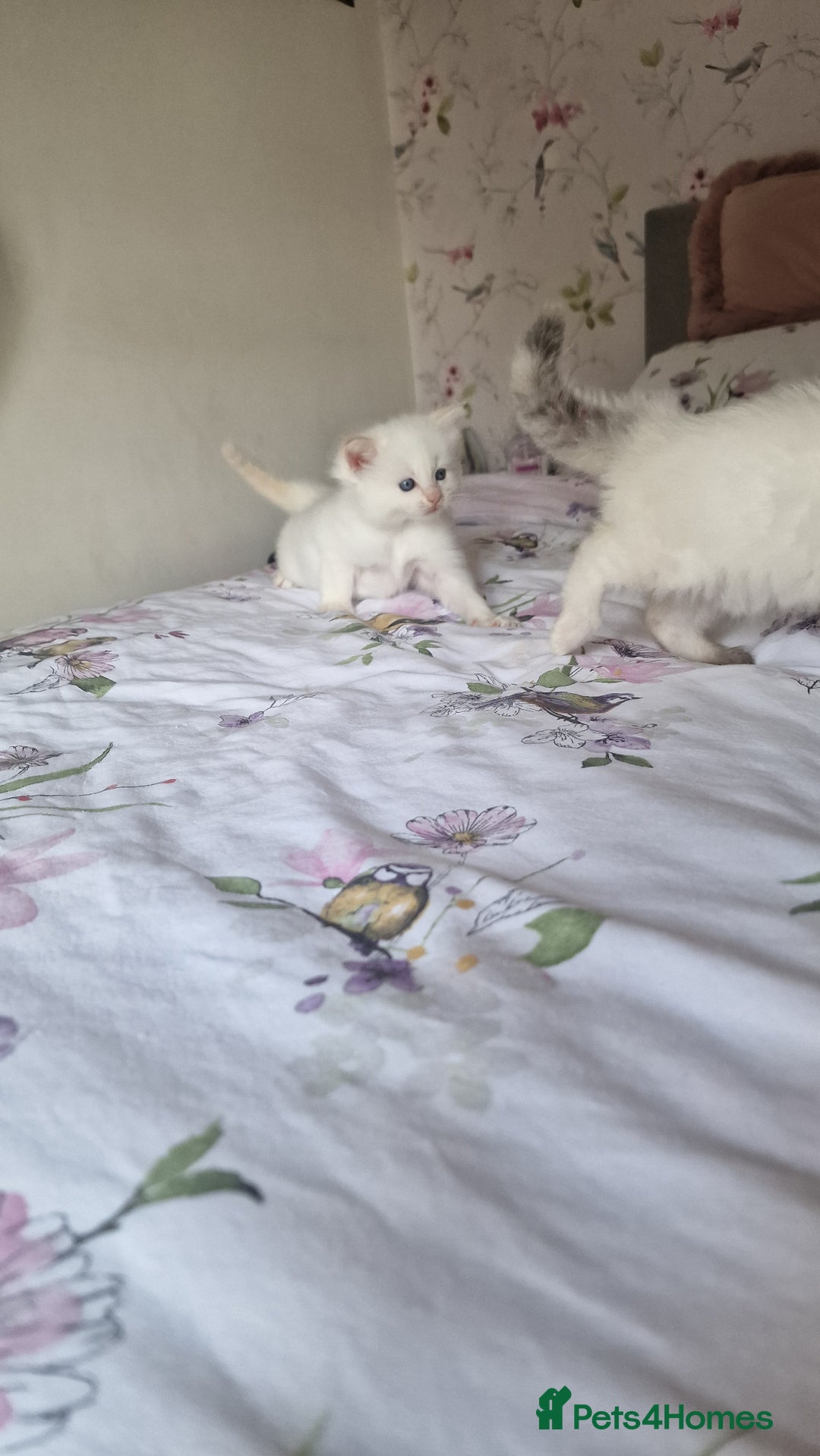 Ragdoll cats for sale: Healthy Ragdoll kittens , Ready now.  - Image 9