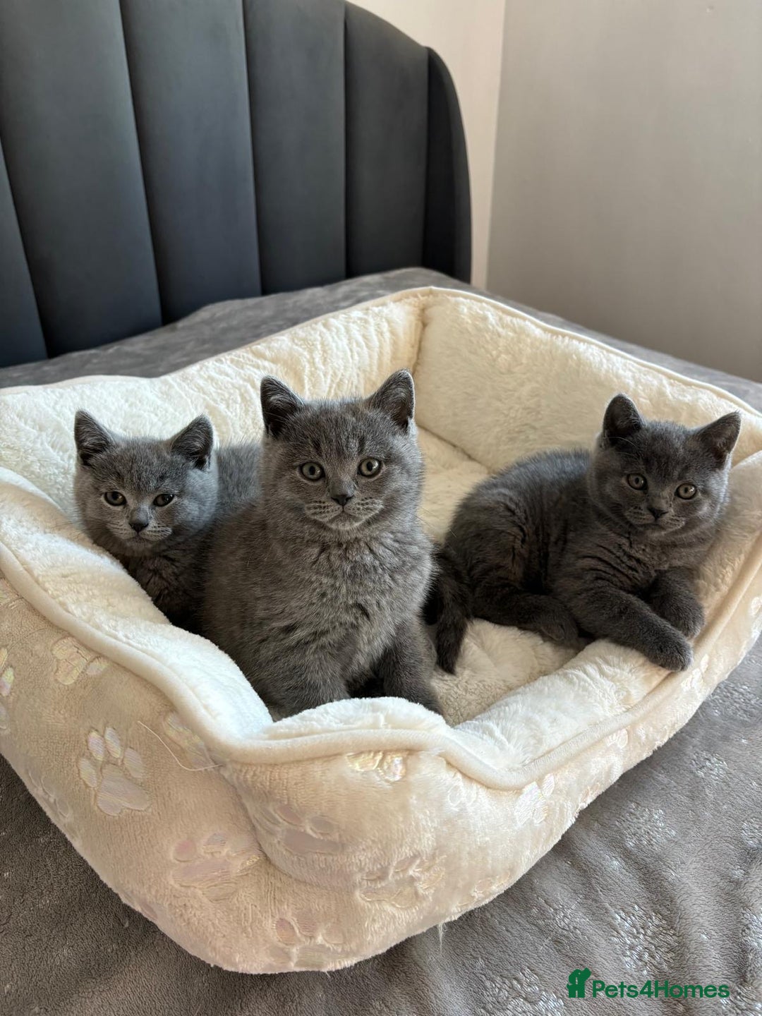 British Shorthair cats for sale: British shorthair kittens - Image 7