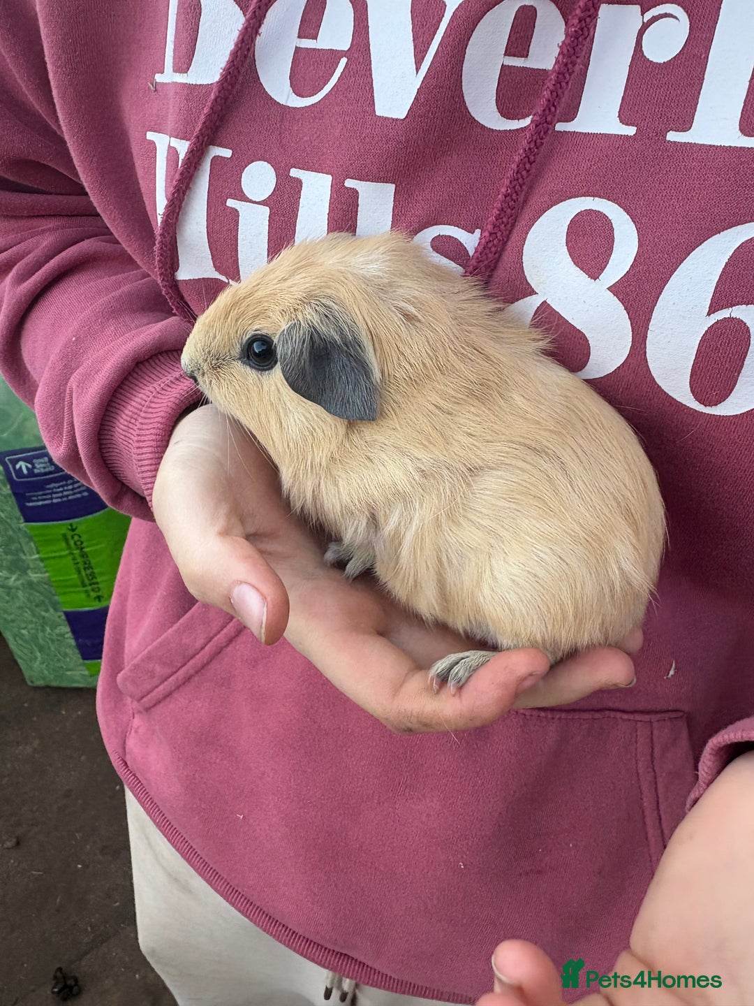 Guinea Pig rodents for sale: Male guinea pigs - Advert 2