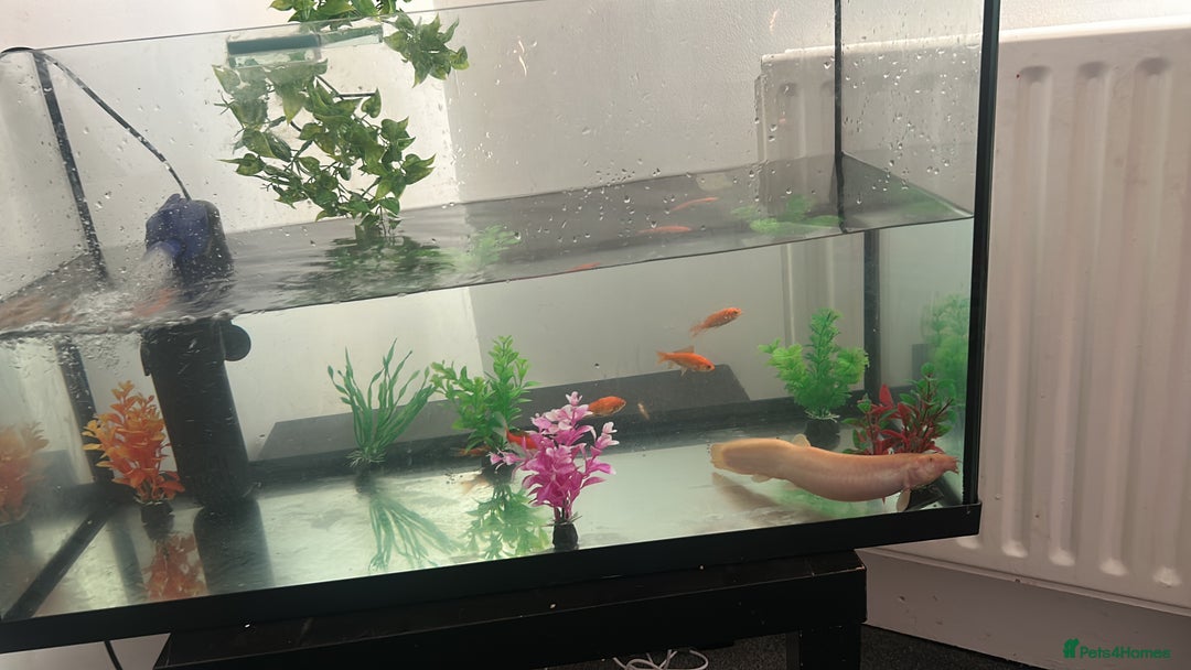 Goldfish fish for sale: Gold fish tank filter - Image 3