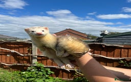 Ferret rodents for sale: 3 X FREE HOB KITS - Image 1
