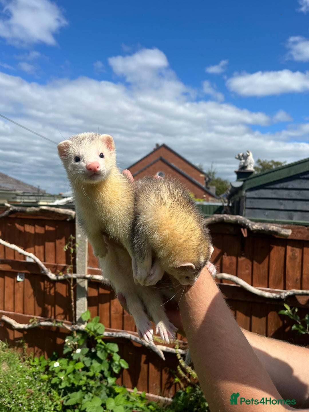 Ferret rodents for sale: 3 X FREE HOB KITS - Image 1