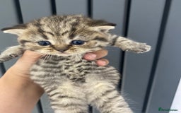 British Shorthair cats for sale: Gorgeous British shorthair kittens  - Image 15
