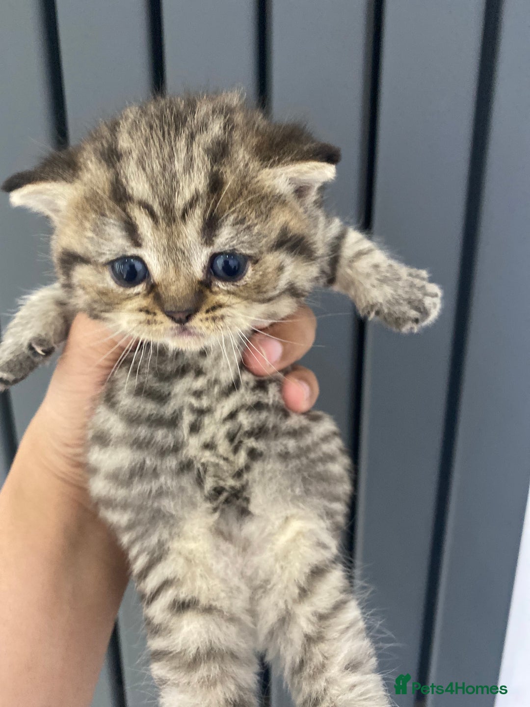 British Shorthair cats for sale: Gorgeous British shorthair kittens  - Image 15