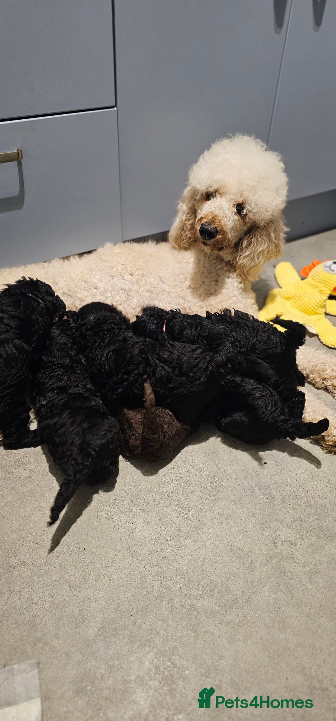 Standard Poodle dogs for sale: Last 3 Boys! KC standard poodle for sale ! - Image 15